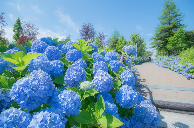 绣球花花后修剪完整指南